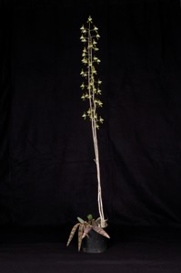 Oeceoclades spathulifera Huntington's Green Goblin AM/AOS 82 pts. Plant